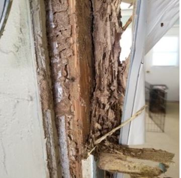 Wesley Chapel Pest Control Pros Image